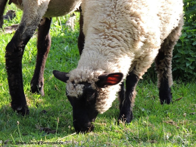 Bieszczadzkie owieczki...