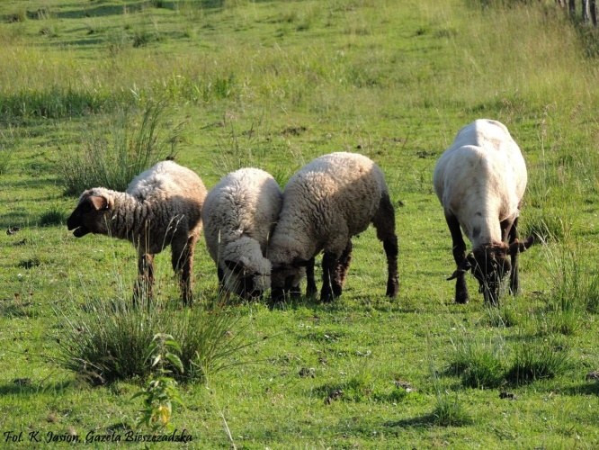 Bieszczadzkie owieczki...