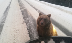 Niedźwiadek z Polany jest zdrowy. Został przewieziony w inne miejsce.<br/>fot. Łukszasz Wierciński