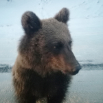 Niedźwiadek z Polany jest zdrowy. Został przewieziony w inne miejsce.<br/>fot. Łukszasz Wierciński