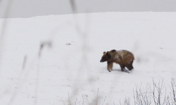 Młody niedźwiedź, który błąkał sie w okolicach Polany został odłowiaony i przewieziony w inne miejsce.<br/>fot. Wojtek Zatwarnicki