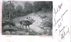 Jeleń ryczący. Pocztówkę wysłano z Sanoka 1900 r. <br/>fot. Kolekcja pocztówek Edwarda Marszałka