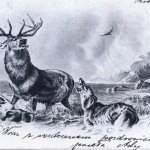 Jeleń walczący z wilkami 1902r.<br/>fot. Kolekcja pocztówek Edwarda Marszałka