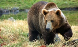 Uwaga na niedźwiedzie!<br/>fot. UM Ustrzyki Dolne