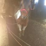 Martwe konie znalezione w gospodarstwie<br/>fot. czytelnik