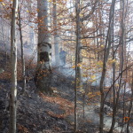Płonął las na Falowej