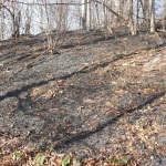 Kolejny pożar lasu w Bieszczadach 