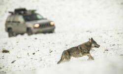 Płoszył wilki – jutro zostanie przesłuchany<br/>fot. Mateusz Matysiak