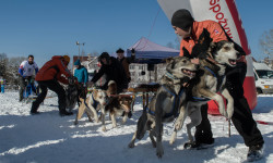 Lutowiska zapraszają na wyścigi psich zaprzęgów - AKTUALIZACJA