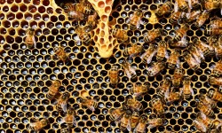 W Krośnie o pszczołach - zaproszenie na konferencję