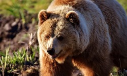  Atak niedźwiedzia w okolicach Komańczy<br/>fot. pixabay.com