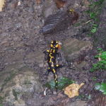 Młode salamandry przychodzą na świat