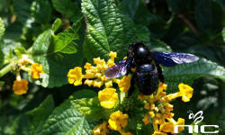 „Czarna pszczoła” w Bieszczadach – widzieliście?<br/>fot. www.nic.org.pl