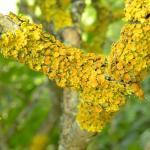 Złotorost – barwny porost na gałęziach lilaka (pozostałości po dawnych mieszkańcach)