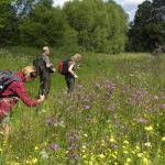 Kwieciste łąki – płat z chabrem austriackim i pępawą dwuletnią