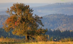 Tajemnice turnickich lasów<br/>fot. Adam Ławnik - WWF POlska
