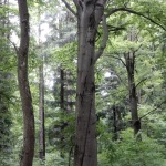 Buk z leśnictwa Sierakośce
