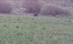 Niedźwiedź z Tatr idąc przez Bieszczady pobił już rekord<br/>fot. Park Narodowy Aggtelek Węgry