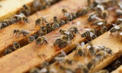 UWAGA pszczelarze- zgnilec amerykański!<br/>fot. pixabay