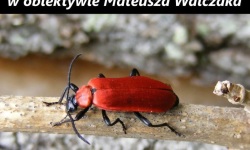 Zobacz owady z Wolińskiego Parku Narodowego<br/>fot. organizatorzy