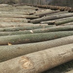 XXI Submisja Drewna KROSNO 2020 – najdroższy jawor z Nadleśnictwa Ustrzyki