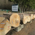 XXI Submisja Drewna KROSNO 2020 – najdroższy jawor z Nadleśnictwa Ustrzyki