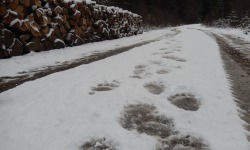 Tropy niedźwiedzia na bieszczadzkiej drodze<br/>fot. Kazimierz Nóżka