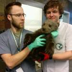 Leśnicy z Cisnej uratowali niedźwiadka<br/>fot. Ośrodek Rehabilitacji Zwierząt Chronionych w Przemyślu