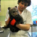 Leśnicy z Cisnej uratowali niedźwiadka<br/>fot. Ośrodek Rehabilitacji Zwierząt Chronionych w Przemyślu