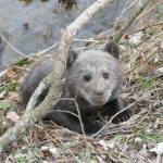 Leśnicy z Cisnej uratowali niedźwiadka<br/>fot. Mateusz Świerczyński