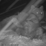 W Bieszczadach niedźwiedzie wciąż nie śpią<br/>fot. Kazimierz Nóżka 