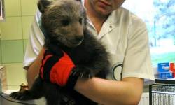 Niedźwiedzica z Cisnej trafi do Poznania<br/>fot. Ośrodek Rehabilitacji Zwierząt Chronionych w Przemyślu