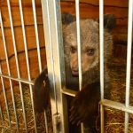 Smutny los bieszczadzkiej niedźwiedzicy<br/>fot. Inka Wieczeńska
