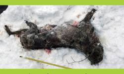 Zginął wilk, sprawca wciąż nieznany<br/>fot. Fundacja Dziedzctwo Przyrodnicze