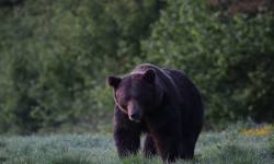 W Solinie będą płoszyć niedźwiedzie<br/>fot. Bogusław Kowalczyk